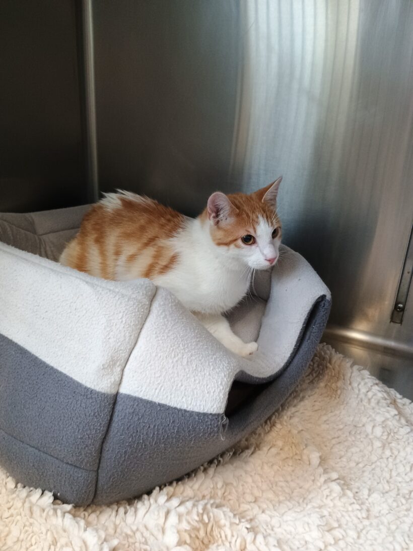 Fund: Kater, rot-weiß, Gabelsbergerstraße