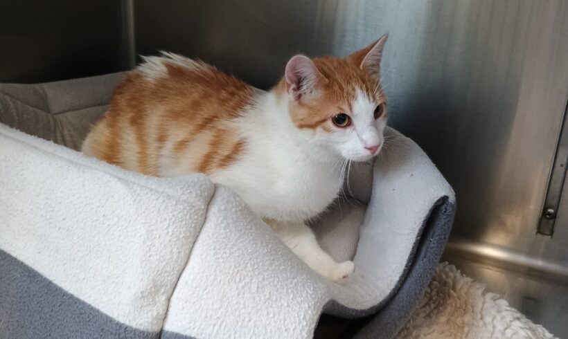 Fund: Kater, rot-weiß, Gabelsbergerstraße