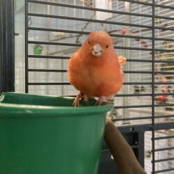 Fund: Kanarienvogel, Birkendahl