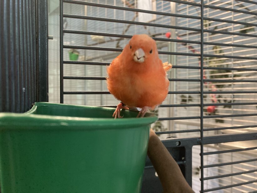 Fund: Kanarienvogel, Birkendahl