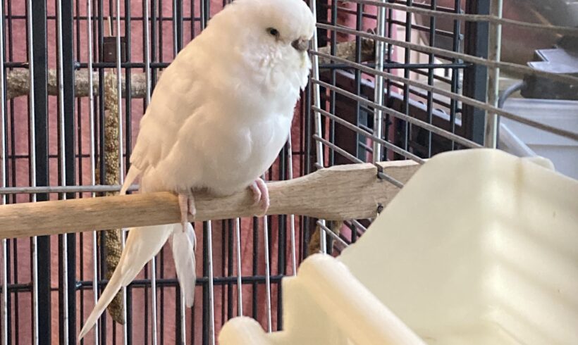 Fund: Wellensittich, weiß, Weibchen