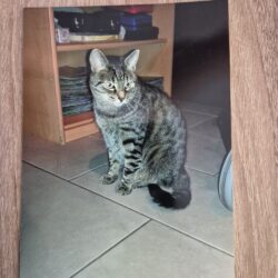 VERMISST: Kater „Mitzi“, getigert