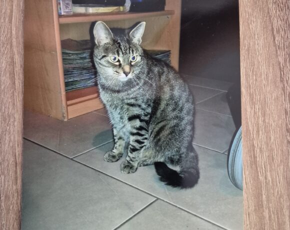 VERMISST: Kater „Mitzi“, getigert