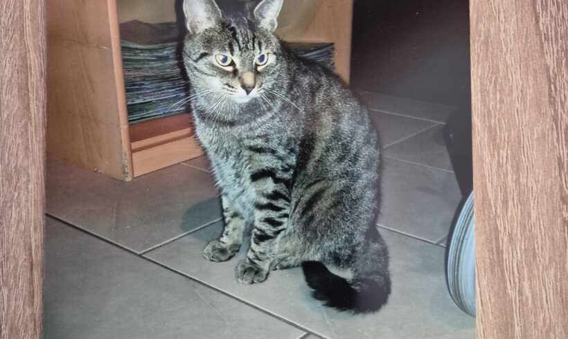 VERMISST: Kater „Mitzi“, getigert