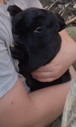 VERMISST: Kaninchen Heino & Schoki