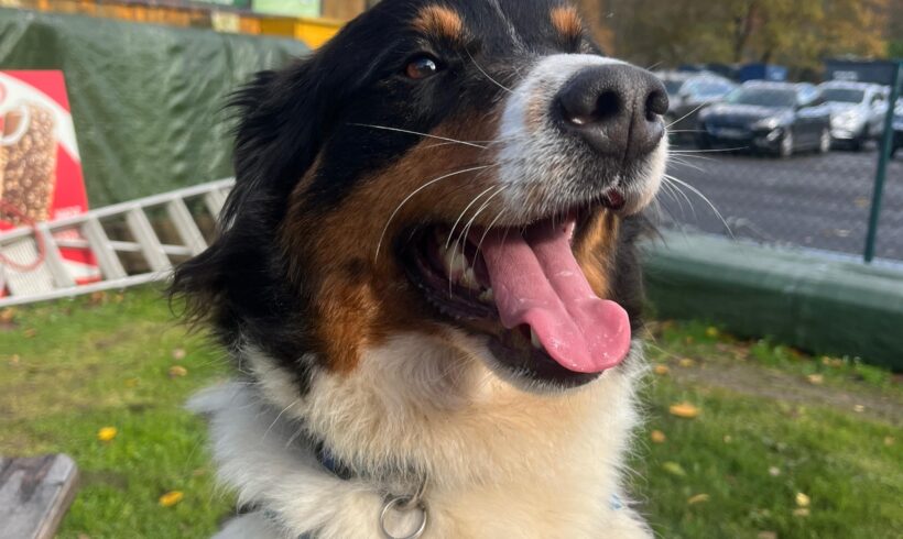 Luna (hat Interessenten)