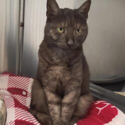 Fund: Katze, weiblich, Herzogstraße