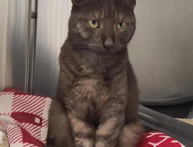 Fund: Katze, weiblich, Herzogstraße Fund: Katze, weiblich, Herzogstraße