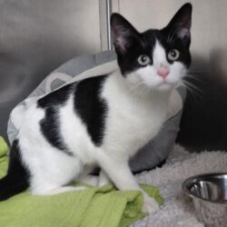 Fund: Katze, weiblich, Ortschaft Balkhausen