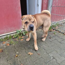 FUND: Shar Pei, Rüde, unkastriert, gechipt aber nicht registriert