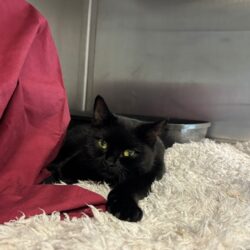 Fund: Katze, weiblich, Kottendorfer Straße