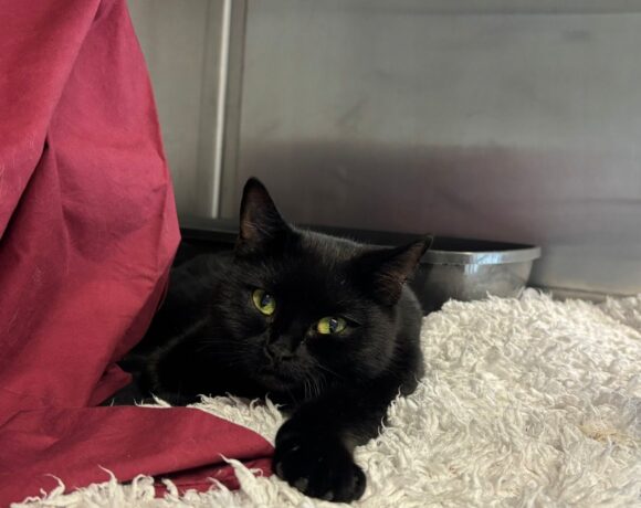 Fund: Katze, weiblich, Kottendorfer Straße