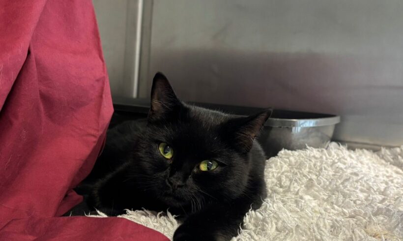 Fund: Katze, weiblich, Kottendorfer Straße Fund: Katze, weiblich, Kottendorfer Straße