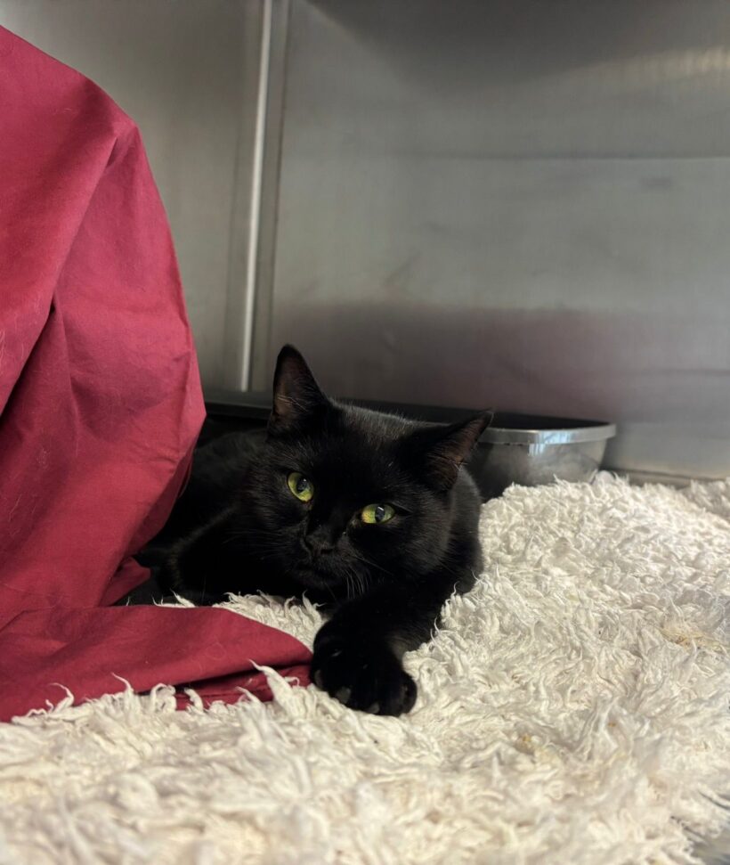 Fund: Katze, weiblich, Kottendorfer Straße