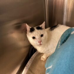 Fund: Kater, unkastriert, weiß-schwarz, Germanenstraße