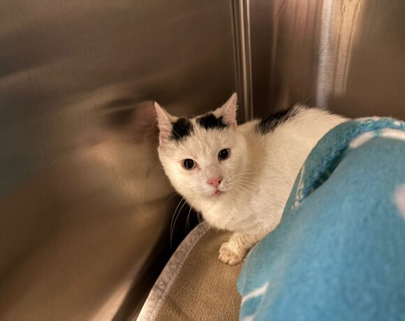 Fund: Kater, unkastriert, weiß-schwarz, Germanenstraße