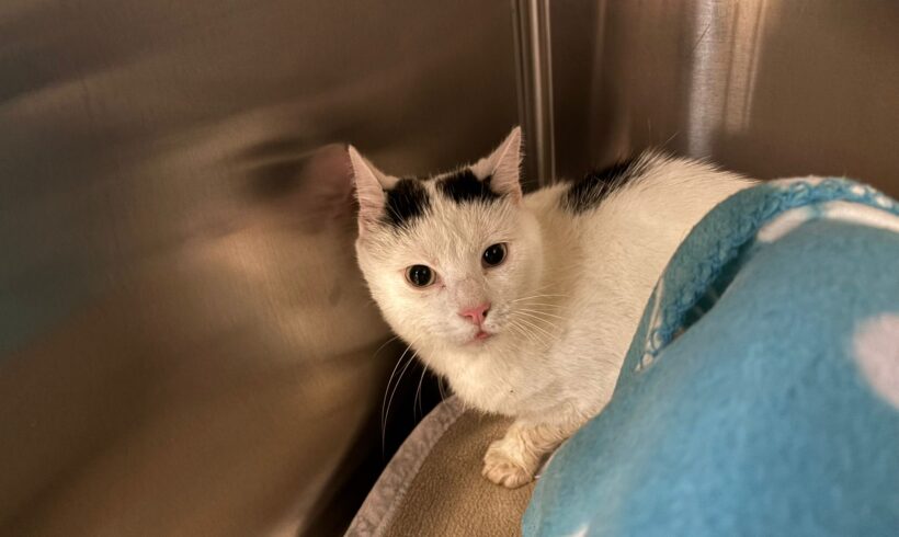 Fund: Kater, unkastriert, weiß-schwarz, Germanenstraße Fund: Kater, unkastriert, weiß-schwarz, Germanenstraße