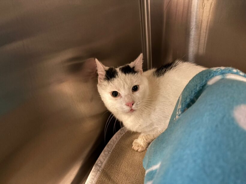 Fund: Kater, unkastriert, weiß-schwarz, Germanenstraße