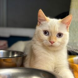Fund: Katze, weiblich, Hauptstraße