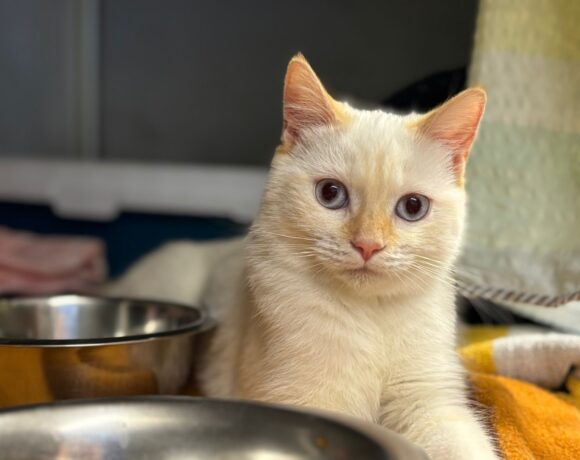 Fund: Katze, weiblich, Hauptstraße