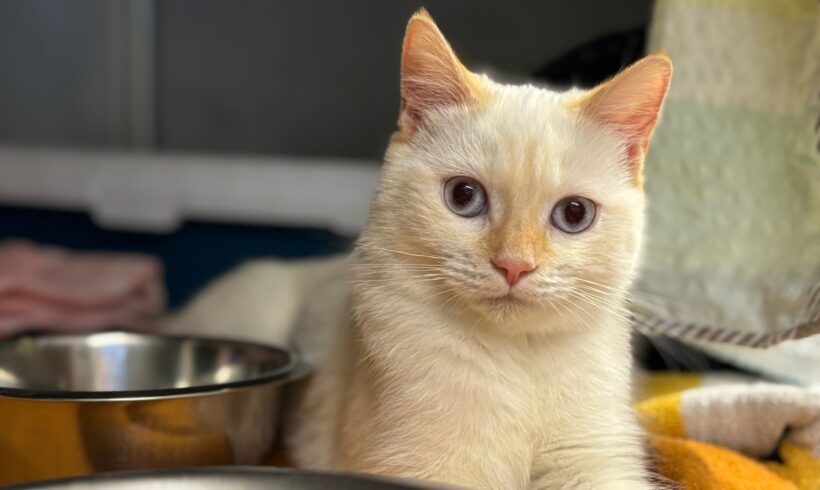 Fund: Katze, weiblich, Hauptstraße Fund: Katze, weiblich, Hauptstraße