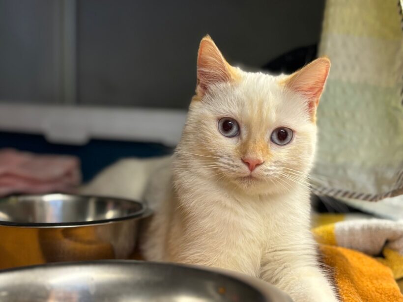 Fund: Katze, weiblich, Hauptstraße