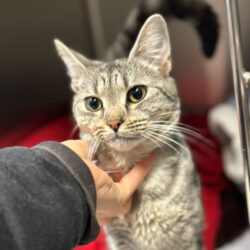 Fund: Junger Kater, Augustastraße