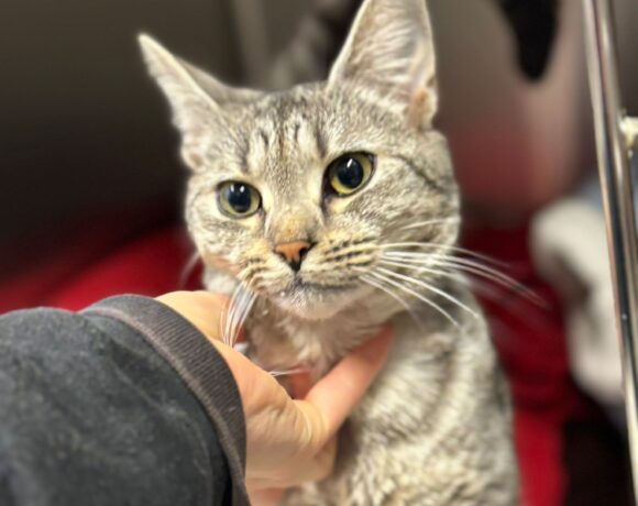 Fund: Junger Kater, Augustastraße