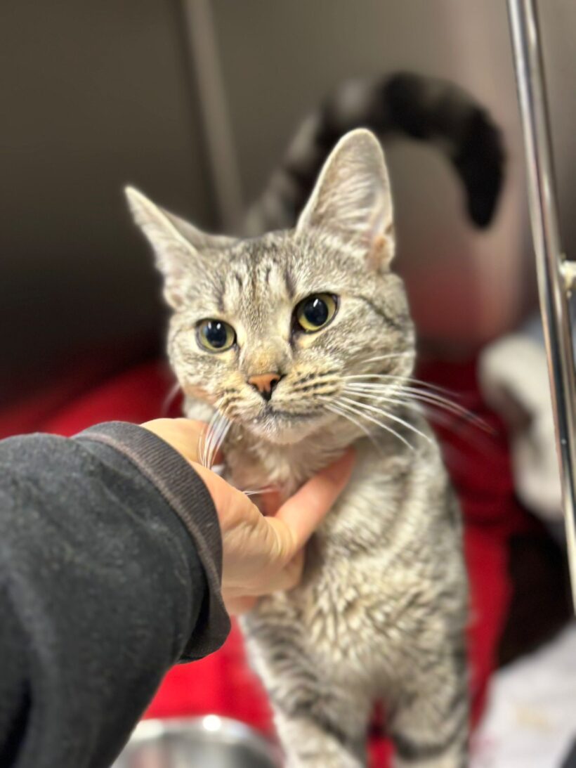 Fund: Junger Kater, Augustastraße