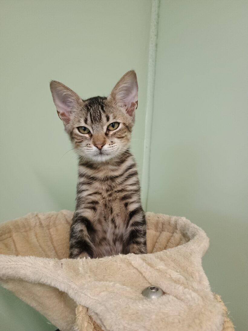 Loki