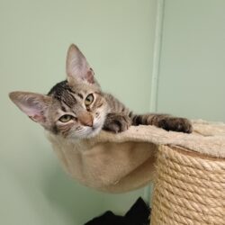 Loki