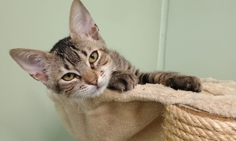 Loki