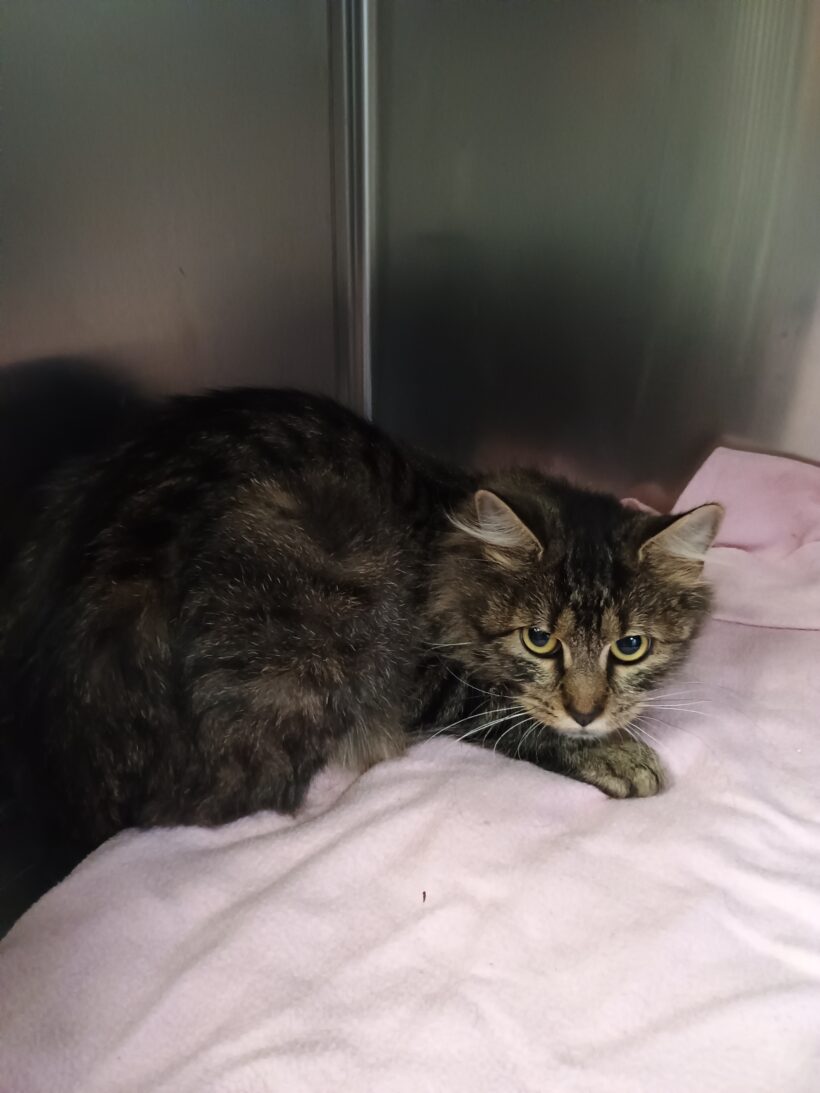 Fund: Katze, weiblich, kein Chip, Hasselstraße
