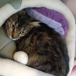 Fund: Katze, weiblich, kein Chip, Hasselstraße