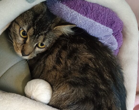 Fund: Katze, weiblich, kein Chip, Hasselstraße