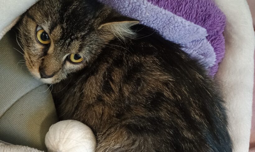 Fund: Katze, weiblich, kein Chip, Hasselstraße Fund: Katze, weiblich, kein Chip, Hasselstraße