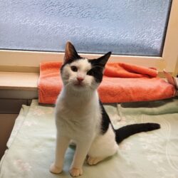 Fund: Kater, unkastriert, schwarz-weiß, Wupperhof