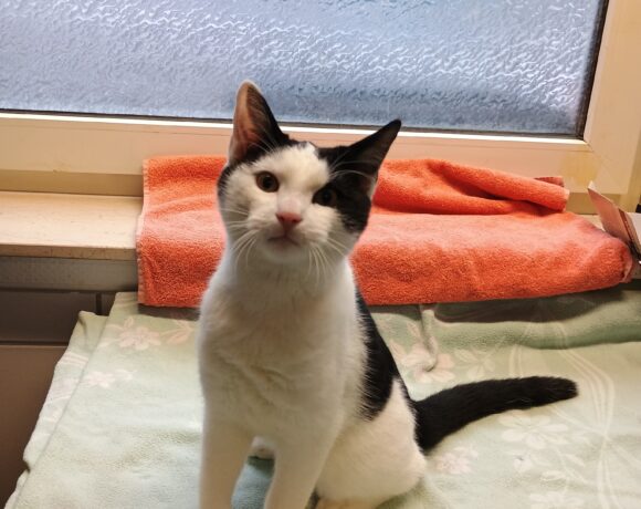 Fund: Kater, unkastriert, schwarz-weiß, Wupperhof
