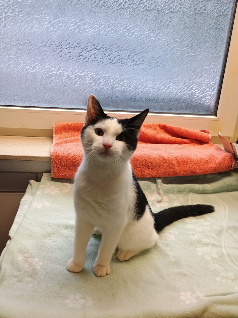 Fund: Kater, unkastriert, schwarz-weiß, Wupperhof