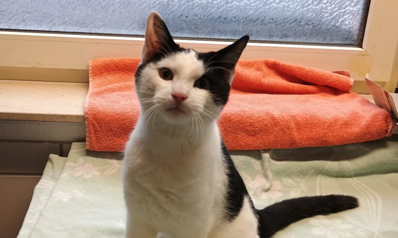 Fund: Kater, unkastriert, schwarz-weiß, Wupperhof Fund: Kater, unkastriert, schwarz-weiß, Wupperhof