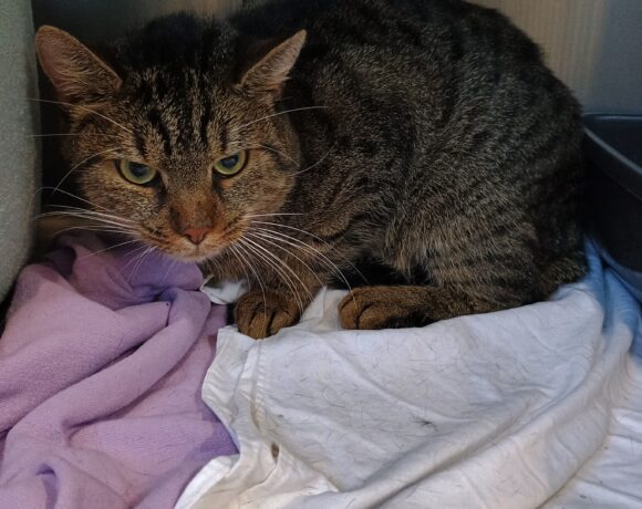 Fund: Kater, unkastriert, getigert – Dietrichstraße