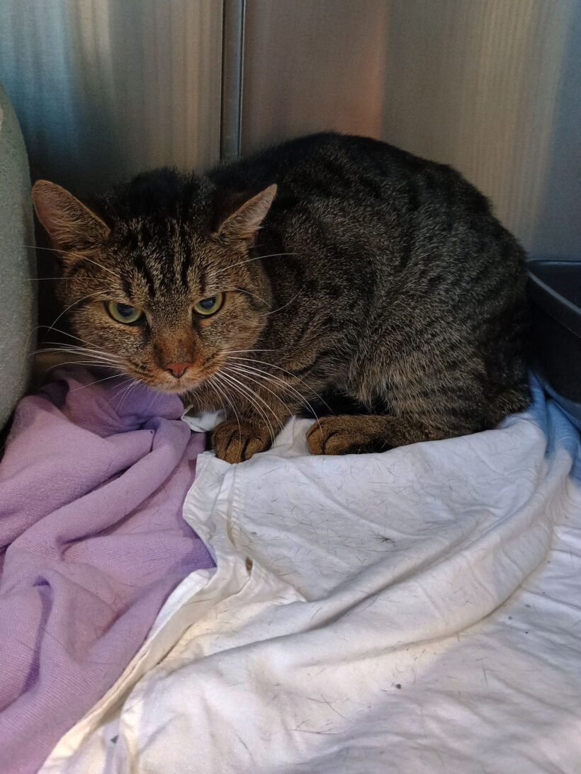 Fund: Kater, unkastriert, getigert – Dietrichstraße