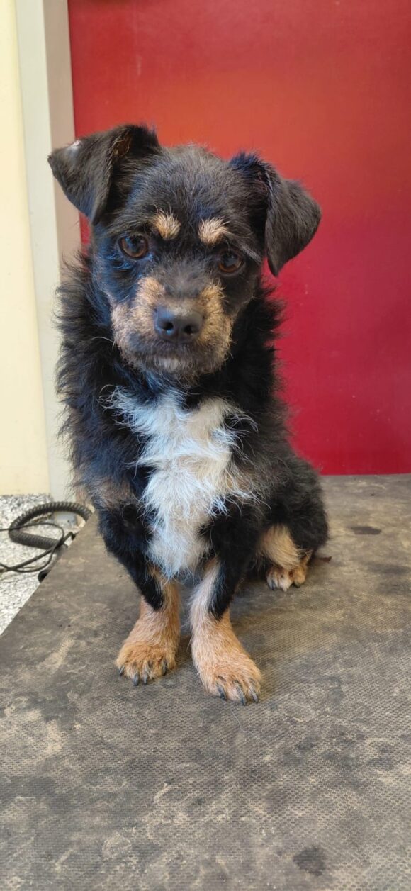 Fritz (hat Interessenten)