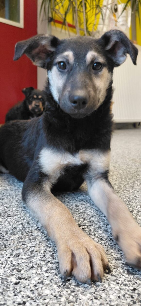 Tiffy (hat Interessenten)