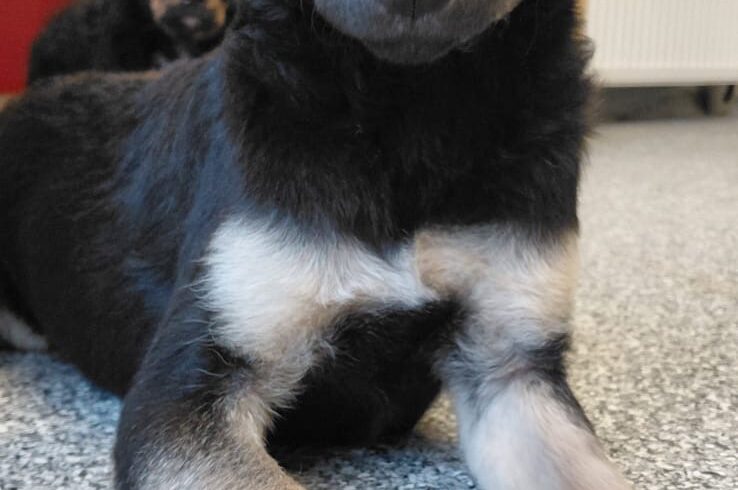 Tiffy (hat Interessenten)