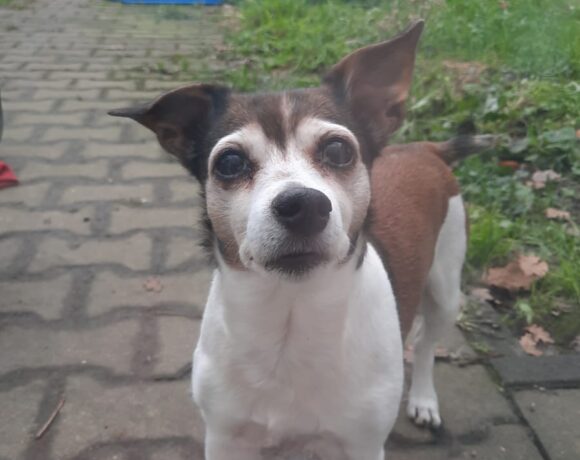 FUND: Jack Russel Hündin , nicht gechipt