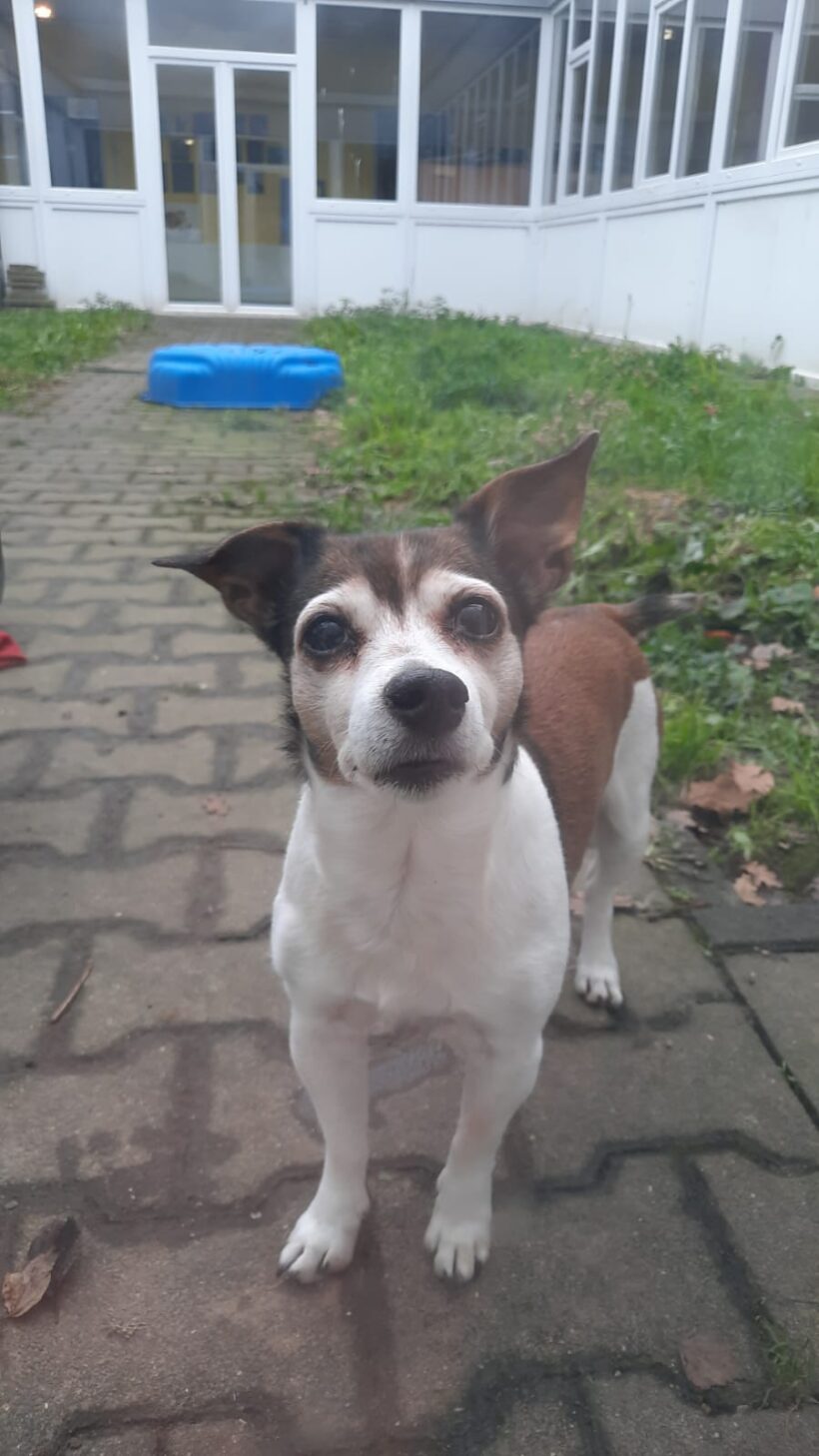 FUND: Jack Russel Hündin , nicht gechipt