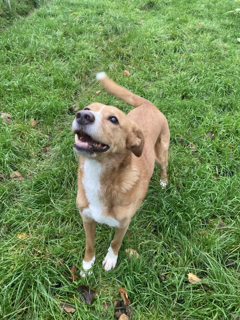 Hummel (hat Interessenten) Hummel (hat Interessenten)