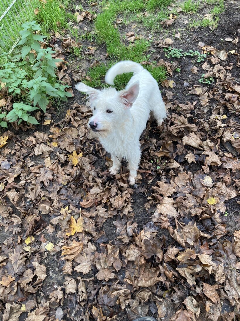 Leona (hat Interessenten)