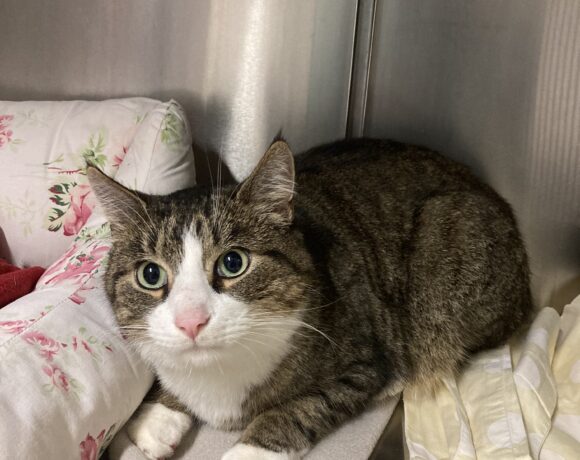 FUND: Kater, getigert- weiß, kastriert aber nicht gechipt